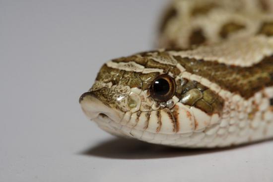 面白い生き物を紹介してく_67108863