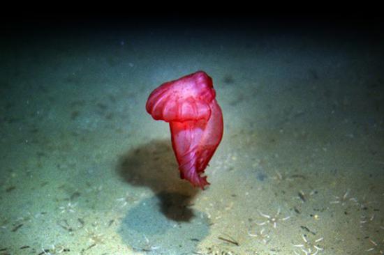 面白い生き物を紹介してく_268435455