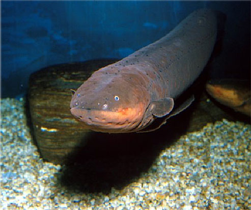 面白い生き物を紹介してく_536870911