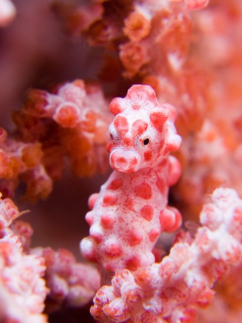 面白い生き物を紹介してく_1073741823