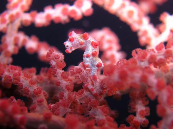 面白い生き物を紹介してく_2147483647