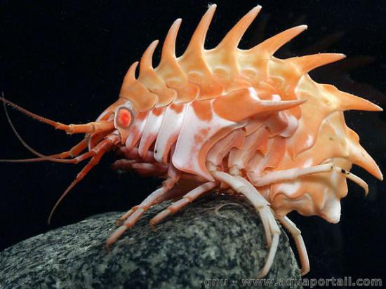 面白い生き物を紹介してく_4294967295