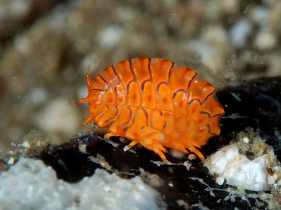 面白い生き物を紹介してく_17179869183