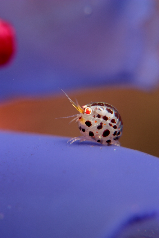 面白い生き物を紹介してく_34359738367