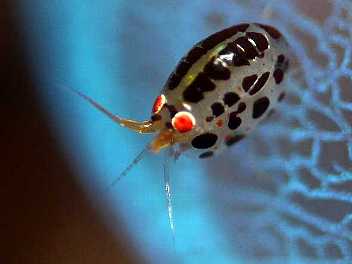 面白い生き物を紹介してく_68719476735