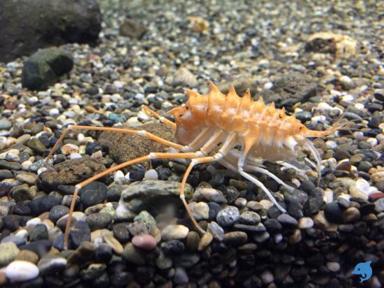 面白い生き物を紹介してく_137438953471