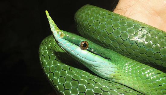 面白い生き物を紹介してく_16777215