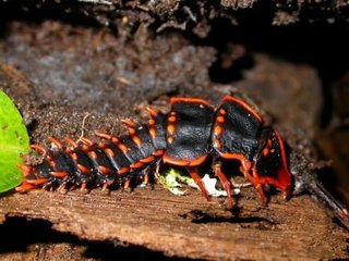 面白い生き物を紹介してく_131071