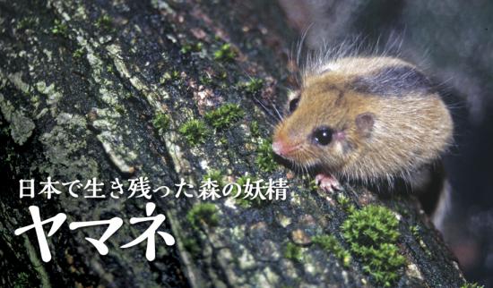 日本の凄い生き物を紹介したい_131071