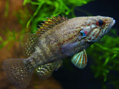 日本の凄い生き物を紹介したい_2097151