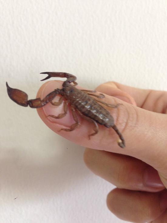 日本の凄い生き物を紹介したい_134217727