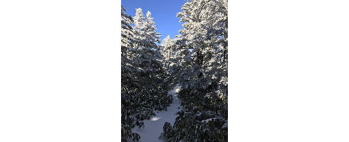山行ってきたんで写真貼ってく その2_9007199254740991