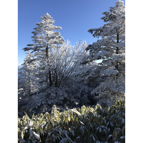 山行ってきたんで写真貼ってく その2_18014398509481983