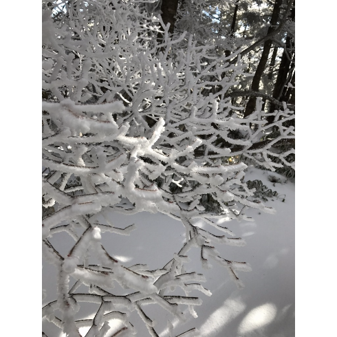 山行ってきたんで写真貼ってく その2_144115188075855871