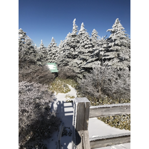 山行ってきたんで写真貼ってく その2_4611686018427387903