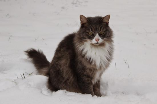 【画像】雪と動物の風景を置いていきます_549755813887