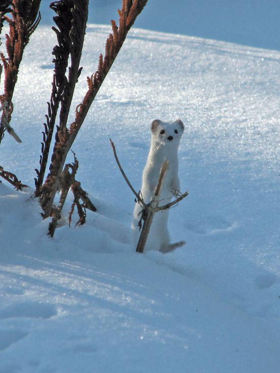 【画像】雪と動物の風景を置いていきます_1099511627775