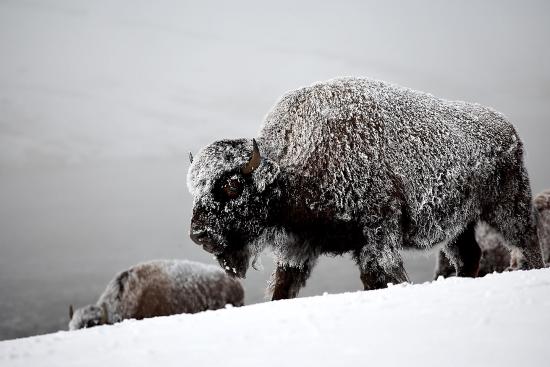 【画像】雪と動物の風景を置いていきます_2199023255551