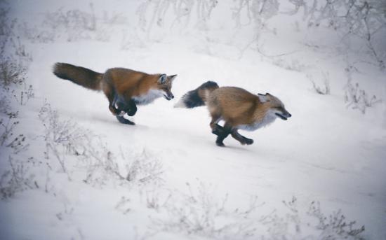 【画像】雪と動物の風景を置いていきます_4398046511103