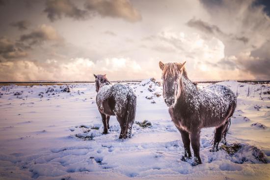 【画像】雪と動物の風景を置いていきます_8796093022207