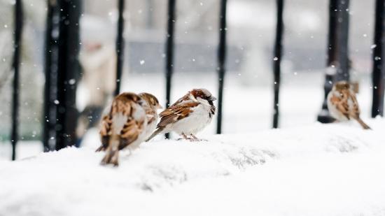 【画像】雪と動物の風景を置いていきます_17592186044415