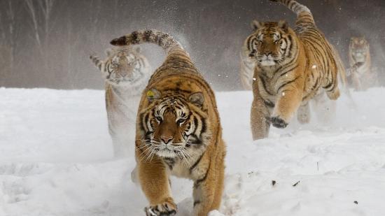 【画像】雪と動物の風景を置いていきます_35184372088831