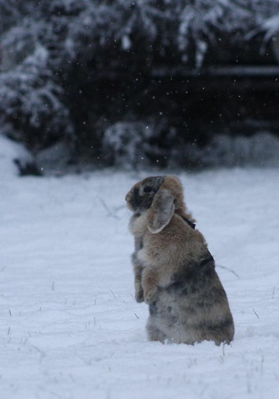 【画像】雪と動物の風景を置いていきます_70368744177663
