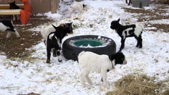 【画像】雪と動物の風景を置いていきます_140737488355327