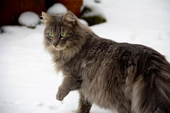 【画像】雪と動物の風景を置いていきます_281474976710655