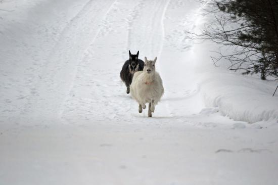 【画像】雪と動物の風景を置いていきます_1125899906842623