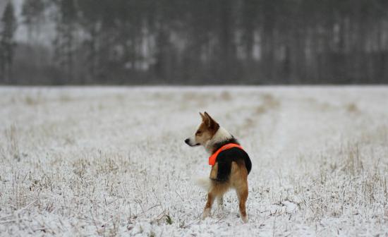 【画像】雪と動物の風景を置いていきます_2251799813685247