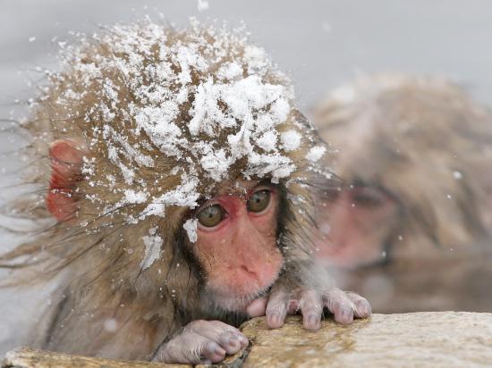 【画像】雪と動物の風景を置いていきます_4503599627370495