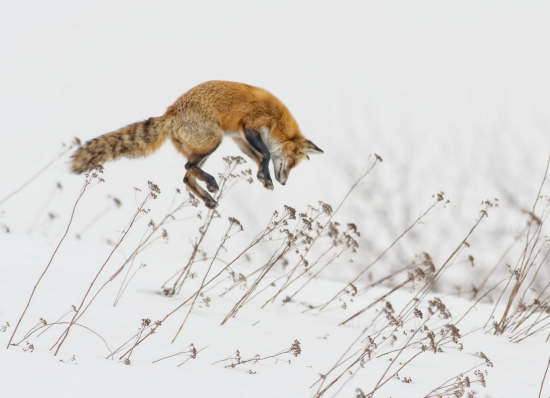 【画像】雪と動物の風景を置いていきます_9007199254740991