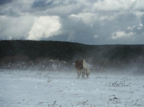 【画像】雪と動物の風景を置いていきます_144115188075855871