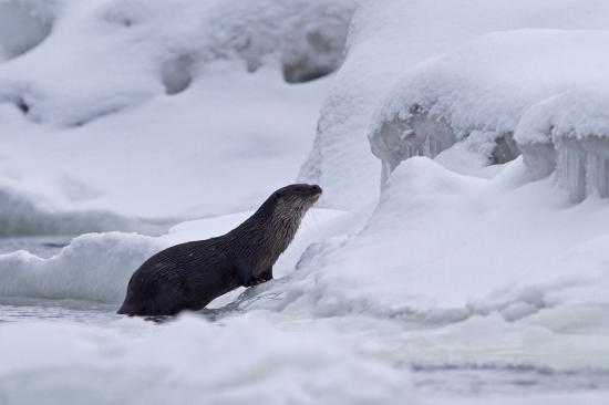 【画像】雪と動物の風景を置いていきます_288230376151711743