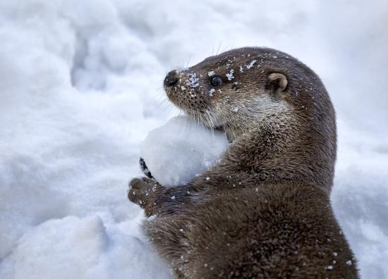 【画像】雪と動物の風景を置いていきます_576460752303423487