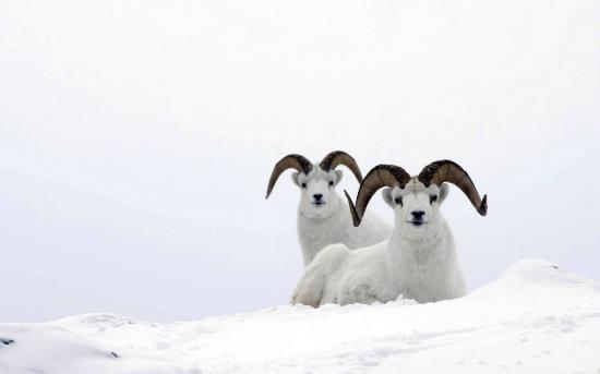 【画像】雪と動物の風景を置いていきます_4611686018427387903