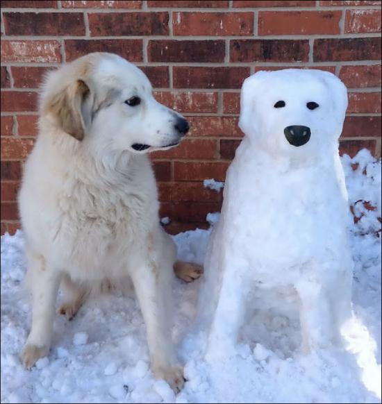 【画像】雪と動物の風景を置いていきます_1.844674407371E+19