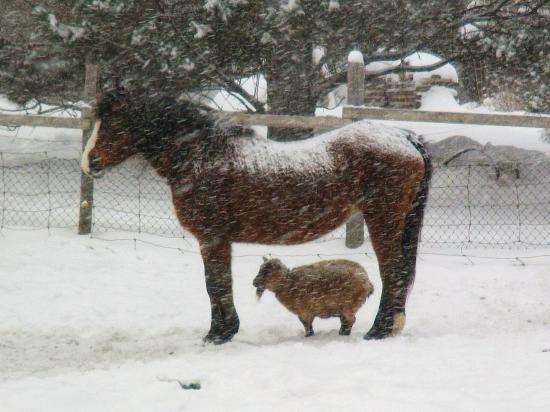 【画像】雪と動物の風景を置いていきます_3.6893488147419E+19