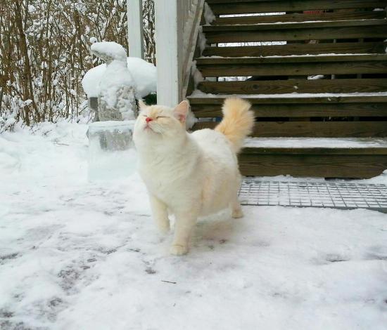 【画像】雪と動物の風景を置いていきます_7.3786976294838E+19