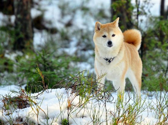 【画像】雪と動物の風景を置いていきます_1.4757395258968E+20