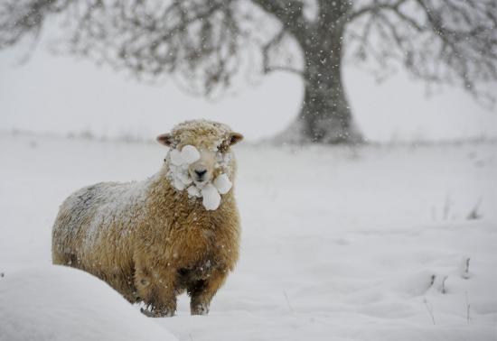 【画像】雪と動物の風景を置いていきます_2.9514790517935E+20