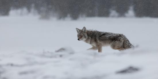 【画像】雪と動物の風景を置いていきます_5.9029581035871E+20