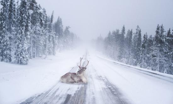 【画像】雪と動物の風景を置いていきます_4.7223664828696E+21