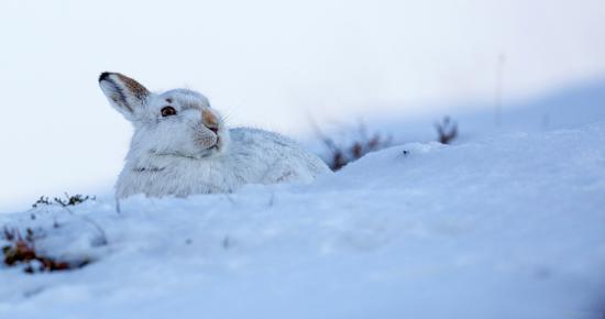 【画像】雪と動物の風景を置いていきます_9.4447329657393E+21
