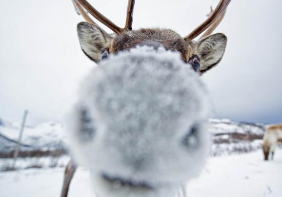 【画像】雪と動物の風景を置いていきます_1.8889465931479E+22
