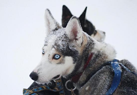 【画像】雪と動物の風景を置いていきます_3.7778931862957E+22