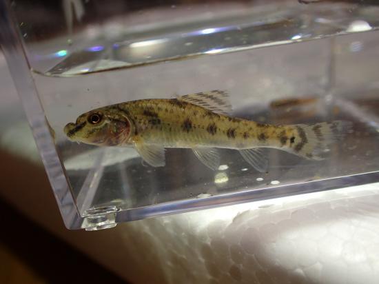 印旛沼でカミツキガメ捕まえてきた!!!_134217727