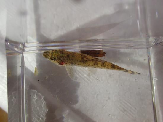 印旛沼でカミツキガメ捕まえてきた!!!_268435455