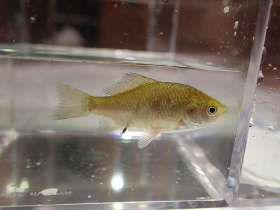 印旛沼でカミツキガメ捕まえてきた!!!_536870911